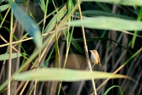 22848 Acrocephalus scirpaceus (Cannaiola comune)